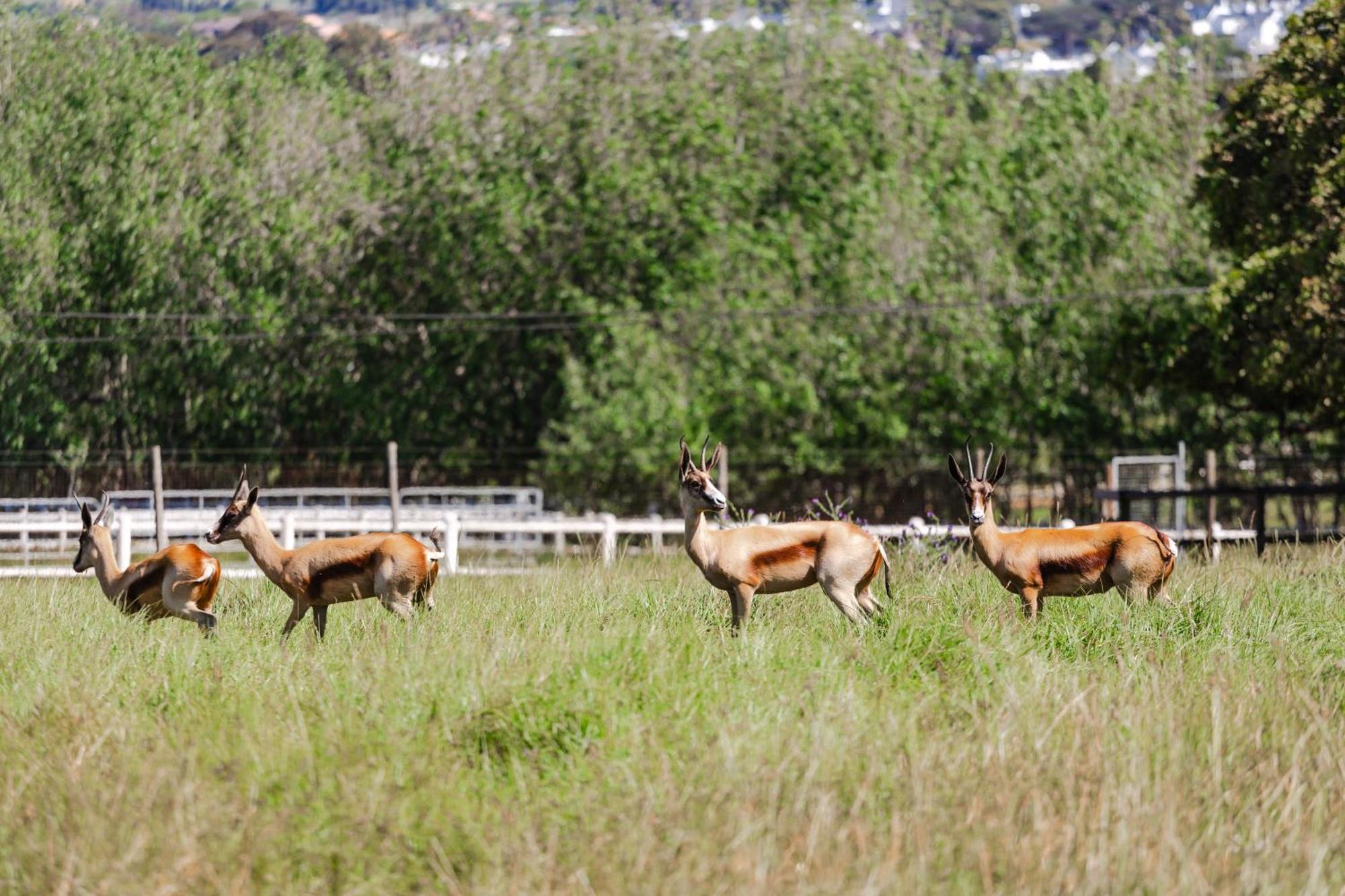 Marshden Estate Bed & Breakfast Stellenbosch Ngoại thất bức ảnh