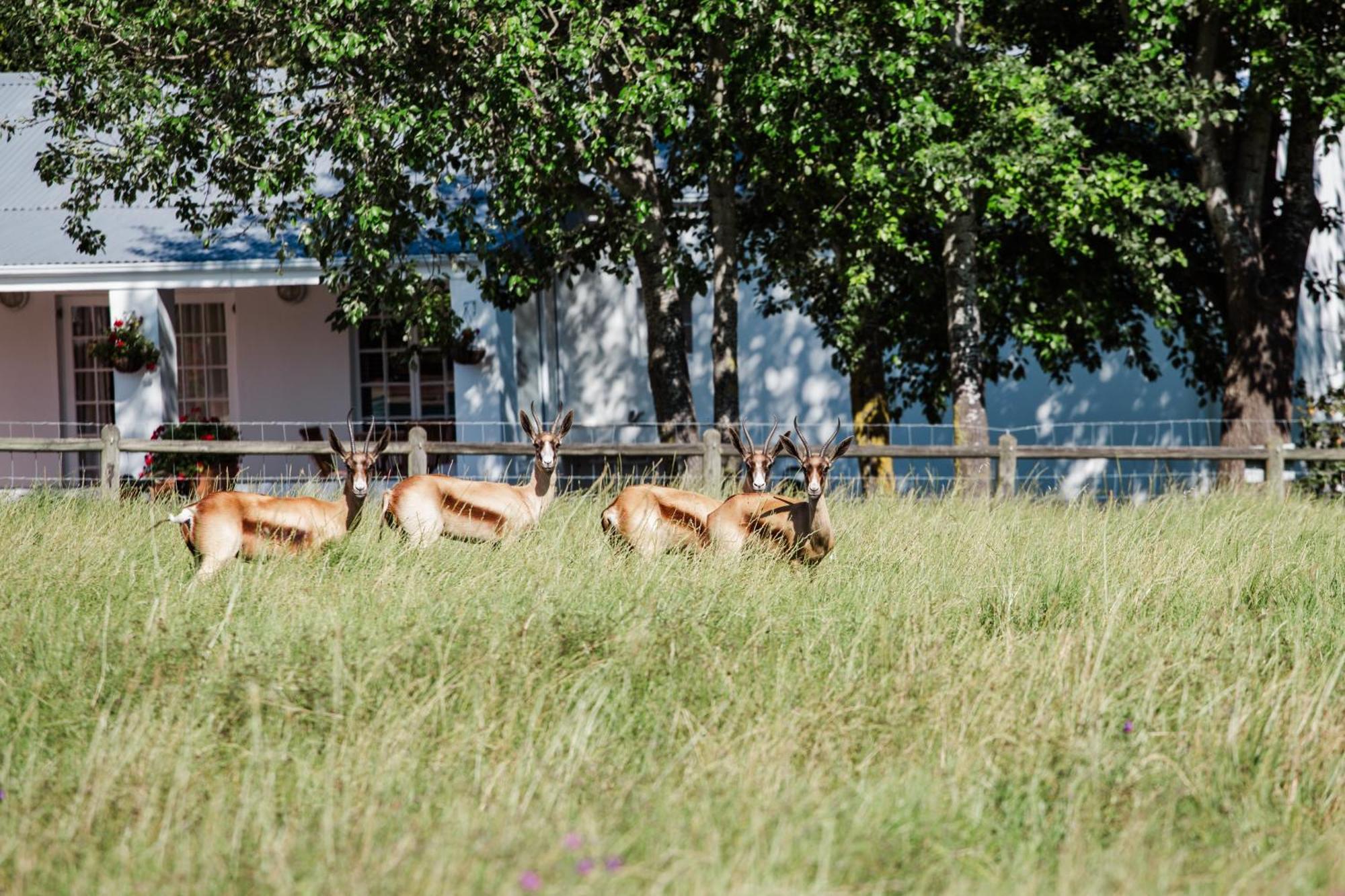 Marshden Estate Bed & Breakfast Stellenbosch Ngoại thất bức ảnh
